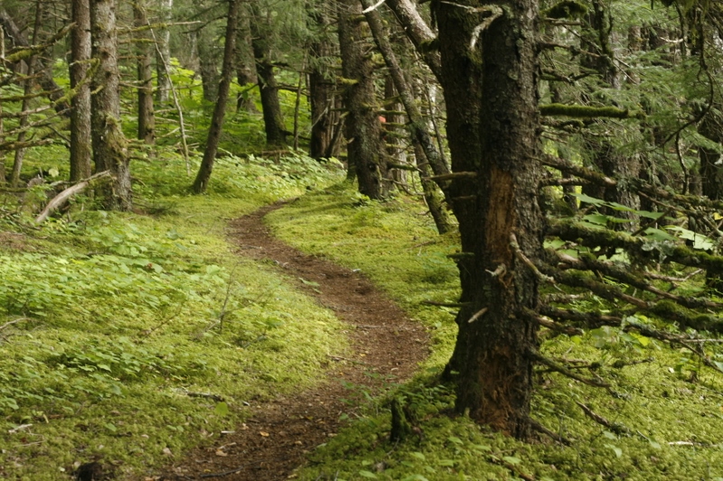 The trail meanders through the Alaskan temperate rainforest